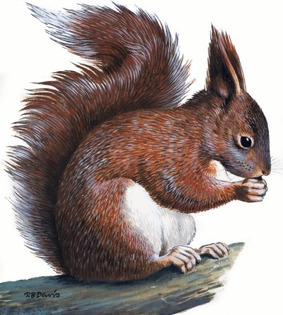 Červená veverka (kvaš na papíře) od R.B. Davis