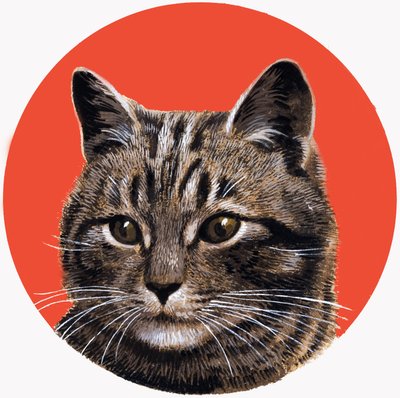 Kočka Tabby, z knihy 