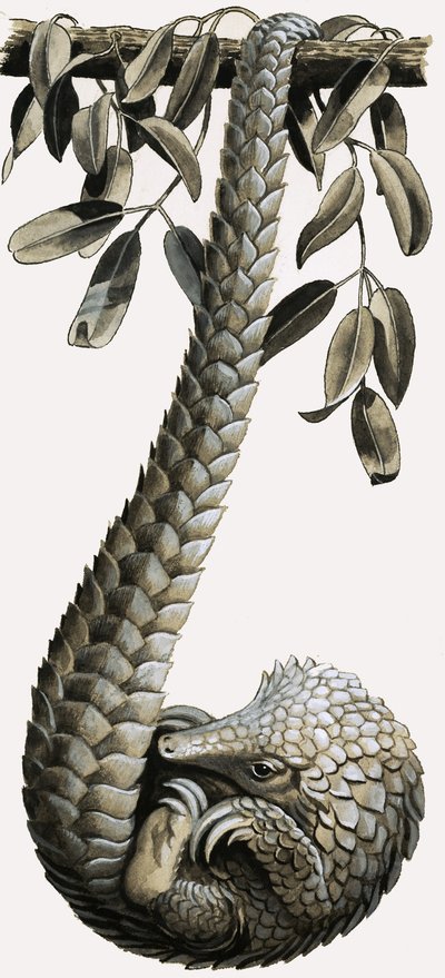 Pangolin od R.B. Davis