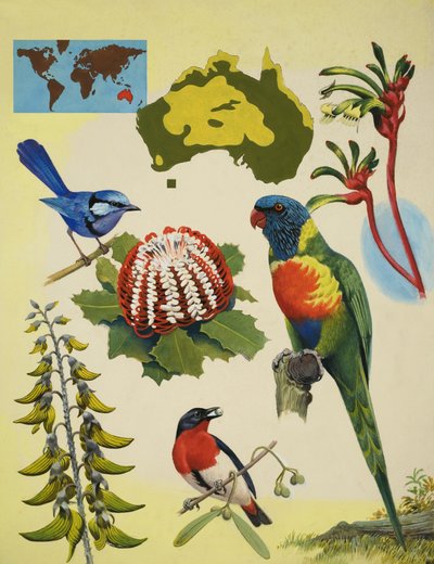 Volně žijící zvířata Austrálie od R.B. Davis
