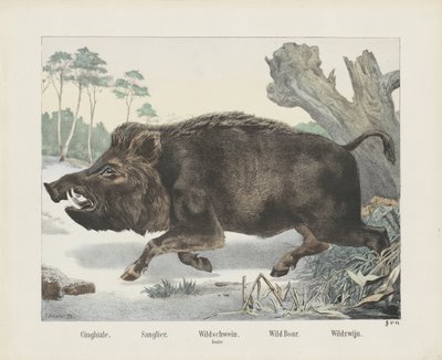 cinghiale. / Sanglier. / divočák. / palcát. / Divoké prase. / Divoké víno (název na objektu) od R. Schulz