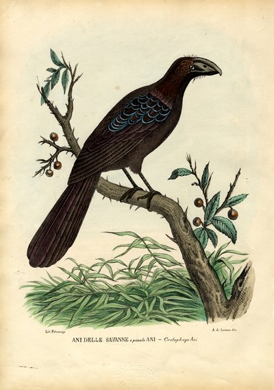 Léta, 1863-79 od Raimundo Petraroja