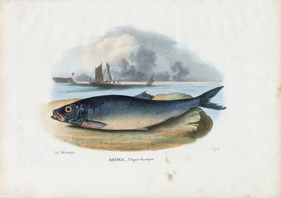 Sleď atlantický, 1863-79 od Raimundo Petraroja