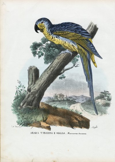 Modrožlutý papoušek, 1863-79 od Raimundo Petraroja