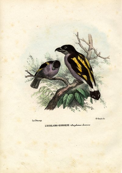Broadbills, 1863-79 od Raimundo Petraroja
