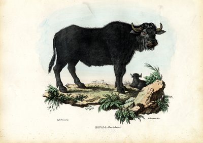 Buffalo, 1863-79 od Raimundo Petraroja
