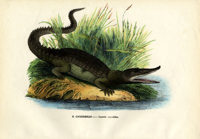 Kajman, 1863-79 od Raimundo Petraroja