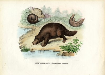 Platypus kachnozobý, 1863-79 od Raimundo Petraroja