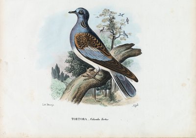Želva evropská, 1863-79 od Raimundo Petraroja