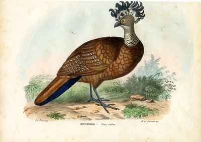 Velký Curassow, 1863-79 od Raimundo Petraroja