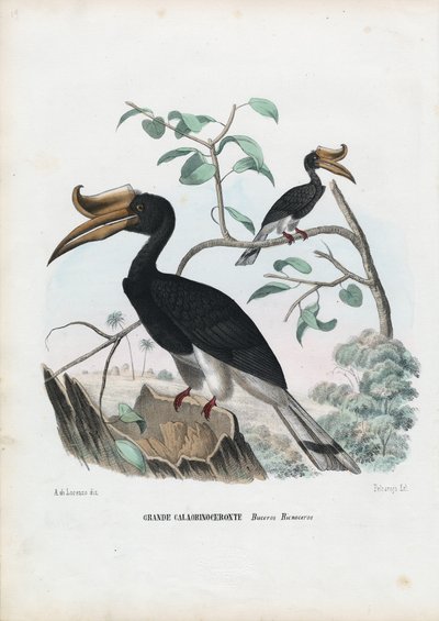 Zoborožec velký, 1863-79 od Raimundo Petraroja
