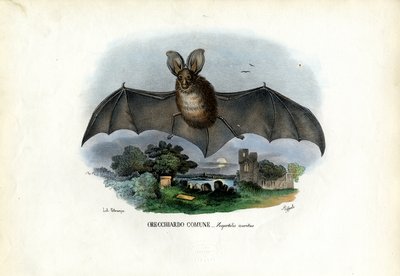 Šedý netopýr ušatý, 1863-79 od Raimundo Petraroja
