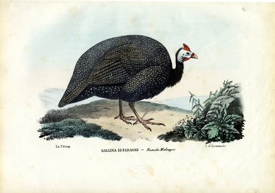 Perlička s přilbou, 1863-79 od Raimundo Petraroja