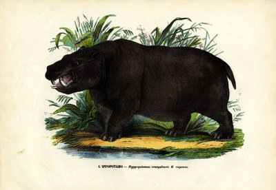 Hroch, 1863-79 od Raimundo Petraroja