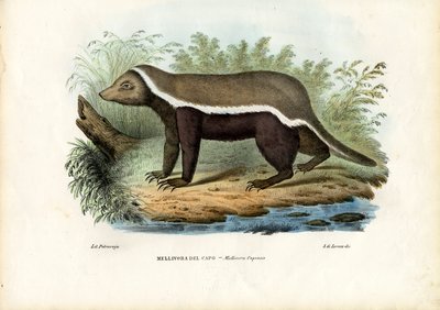Honey Badger, 1863-79 od Raimundo Petraroja