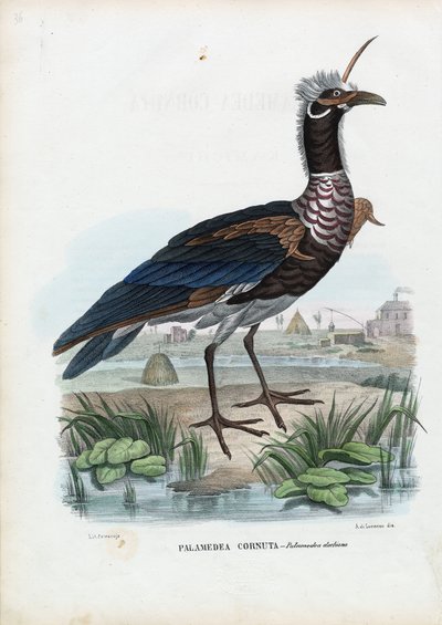Horned Screamer, 1863-79 od Raimundo Petraroja