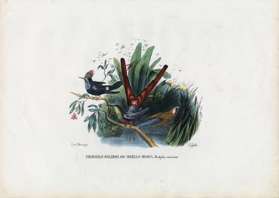 Kolibříci, 1863-79 od Raimundo Petraroja