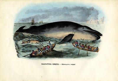 Keporkak, 1863-79 od Raimundo Petraroja