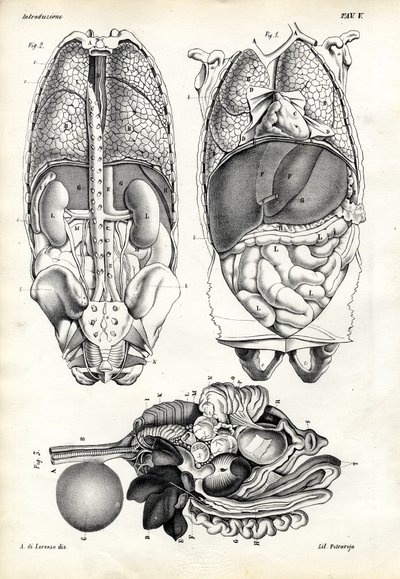 Střeva, 1863-79 od Raimundo Petraroja