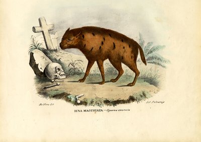 Smějící se hyena, 1863-79 od Raimundo Petraroja