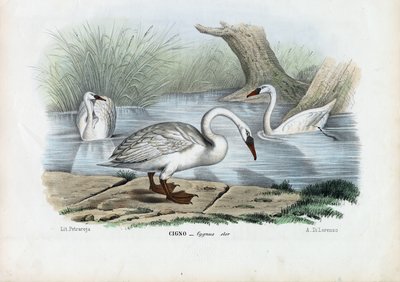 Labuť němá, 1863-79 od Raimundo Petraroja