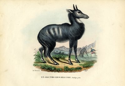 Nilgai od Raimundo Petraroja