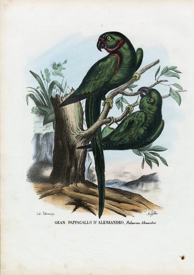 Andulka růžová, 1863-79 od Raimundo Petraroja
