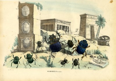Scarab Brouci, 1863-79 od Raimundo Petraroja