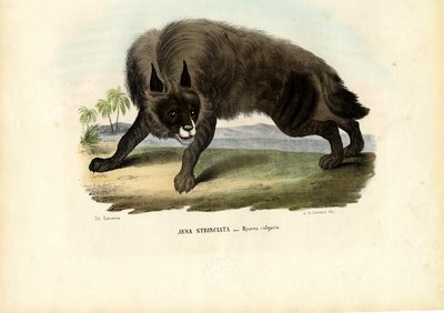Hyena pruhovaná, 1863-79 od Raimundo Petraroja