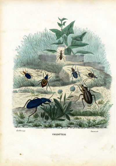 Tygr a střevlíci, 1863-79 od Raimundo Petraroja