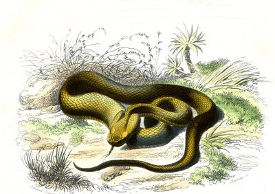 Hrot zmije (Cophias Lanceolatus) - Talíř z přírodní historie od Bernarda Germaina de Lacepede (1856-1925), vydání P.Furme, Paříž od Raimundo Petraroja