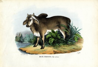 Zebu, 1863-79 od Raimundo Petraroja