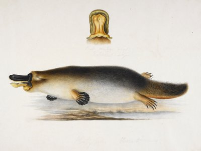 Ptakopysk kachnozobý u bazénu, s detailem jeho zobáku, kolem roku 1820 od Ram Sita