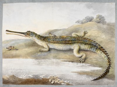 Gheriální nebo gangtický krokodýl tváří v tvář kobylce, cca 1820 (akvarel na papíře) od Ram Sita