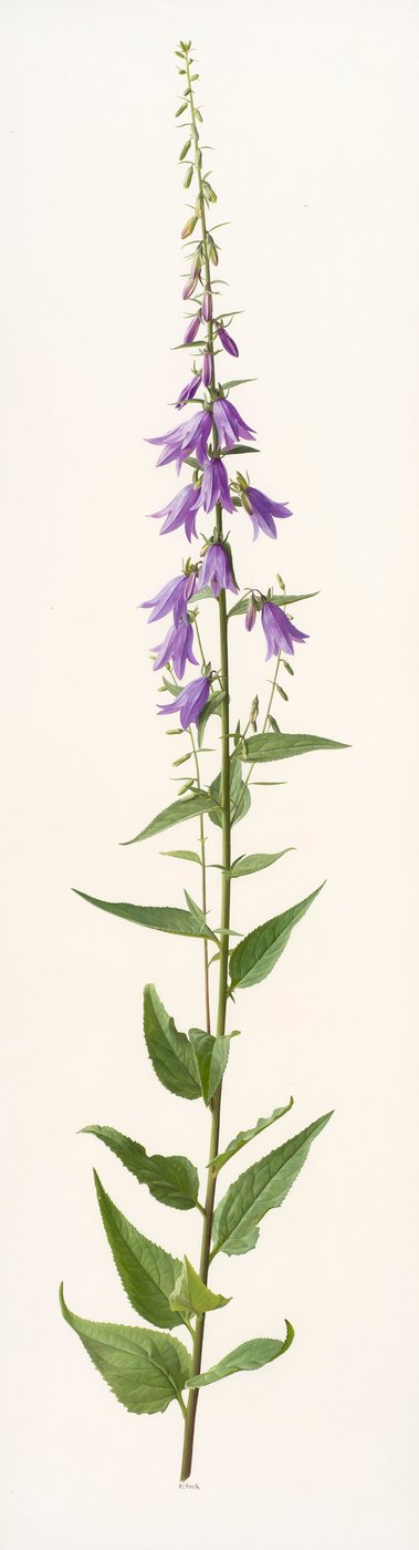 Adenophora species (olej na papíře) od Raymond Booth