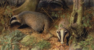 Badgers od Raymond Booth