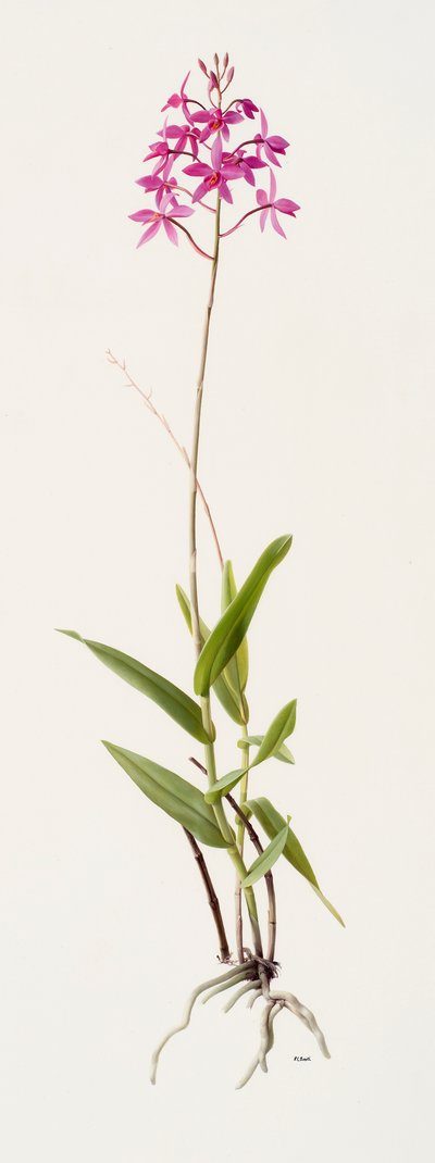 Barkeria skinneri (olej na papíře) od Raymond Booth