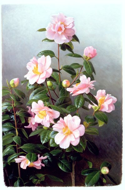 Camellia Japonica Odrůda od Raymond Booth