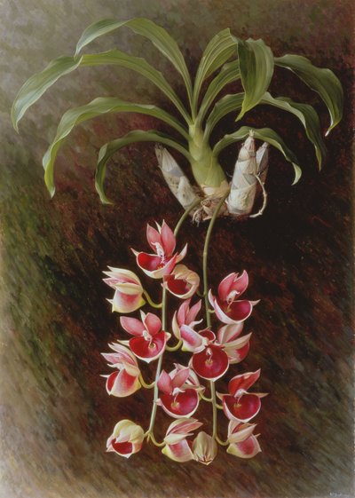 Catasetum pileatum 