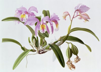 Cattleya Mossiae od Raymond Booth