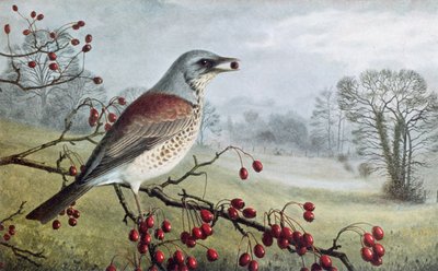 Fieldfare od Raymond Booth