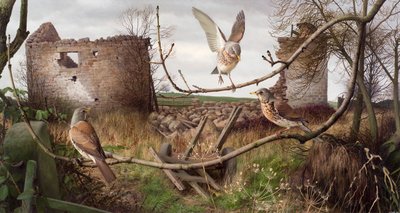 Fieldfares v Eccupu, West Yorkshire od Raymond Booth