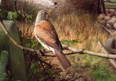 Fieldfares v Eccupu, West Yorkshire od Raymond Booth