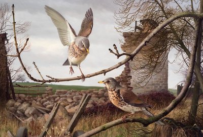 Fieldfares v Eccupu, West Yorkshire od Raymond Booth