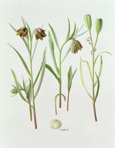 Fritillaria Kurdica od Raymond Booth