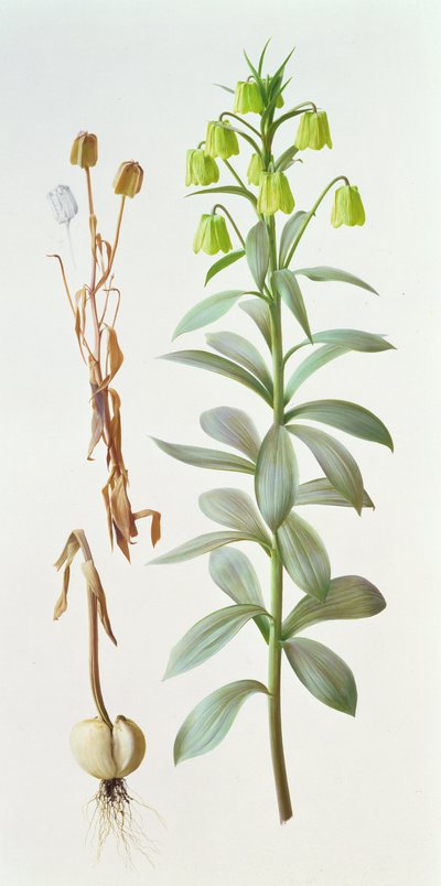 Fritillaria pallidiflora od Raymond Booth
