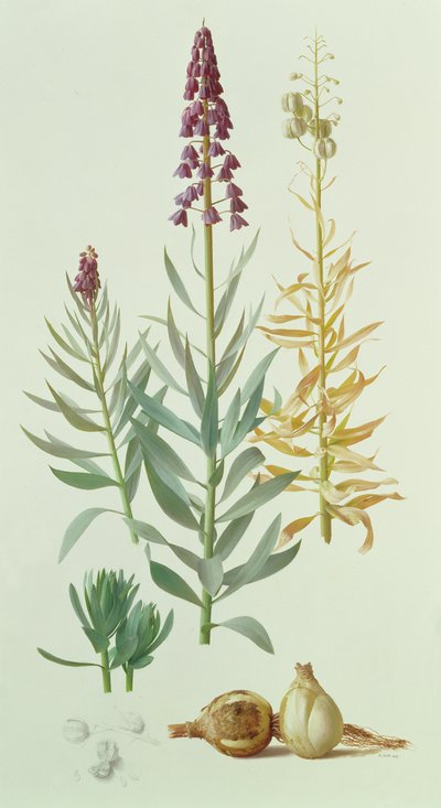 Fritillaria Persica od Raymond Booth