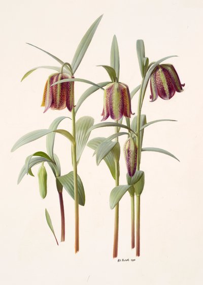 Fritillaria kotschyana od Raymond Booth