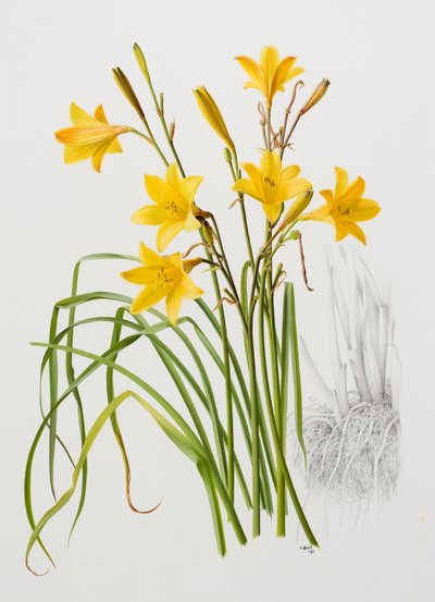 Hemerocallis dumortieri od Raymond Booth