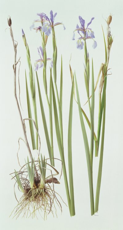 Iris Spuria od Raymond Booth